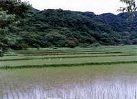  030頁田植え後に舞い降りるサギたち