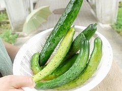 「超」地産きゅうり