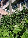 緑のカーテン