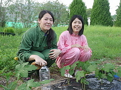 毎日水やりをしています