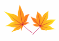 momiji01-1