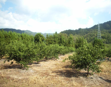 山口県果樹試験場
