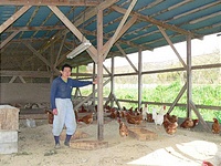  平飼いの鶏たちと森さん