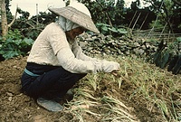  330頁ネギの植え付け