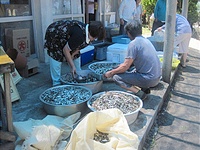 2010-07-11、午前11時07分、2回目の水揚、約300キロ