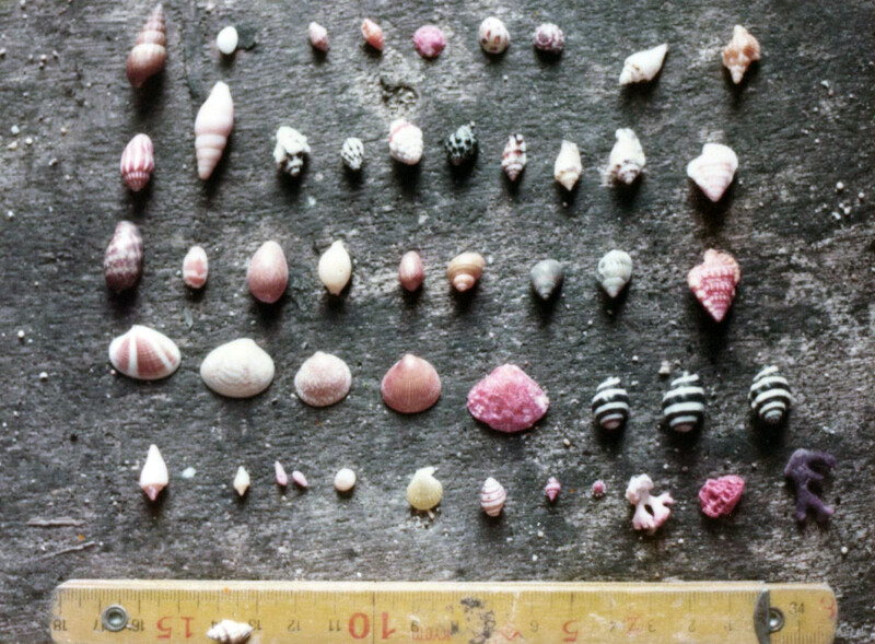 拾った貝がらPK001_0076