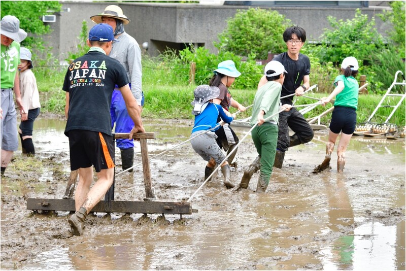 足立区農業公園マグワで代かき