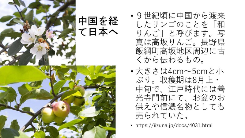 安渓貴子りんごから_ページ_21