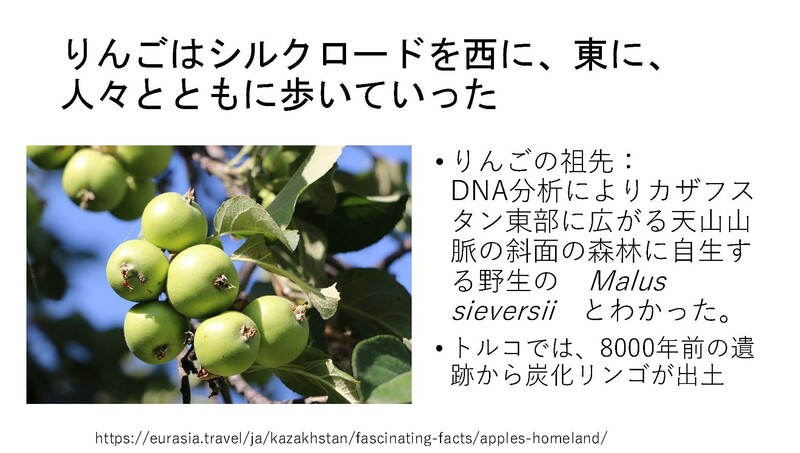 安渓貴子りんごから_ページ_18