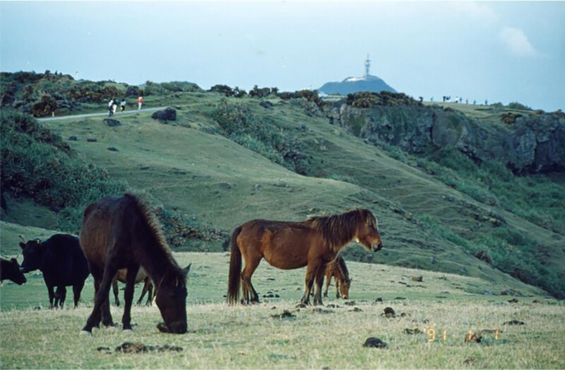 与那国馬のいる風光（ｃ）安渓遊地1990