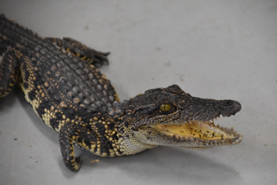 瀬相で捕獲されたワニ